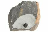 Rare, Proetid (Otarionella) Trilobite - Jebel Oudriss, Morocco #183723-3